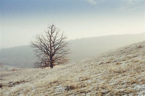 "Tree On Frozen Winter Meadow" by Stocksy Contributor "Cosma Andrei" - Stocksy