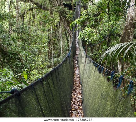 Canopy Walkway Amazon Forest Tambopata National Stock Photo 175305272 | Shutterstock