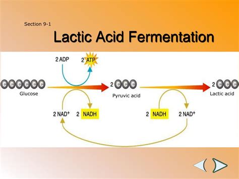 Ppt Cellular Respiration Powerpoint Presentation Free Download Id