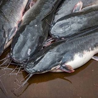 Jual Lele Segar 1kg Ikan Lele Segar Bersih Shopee Indonesia