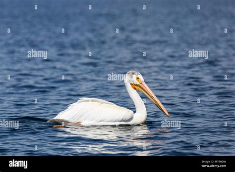 american white pelican lands  res stock photography  images alamy