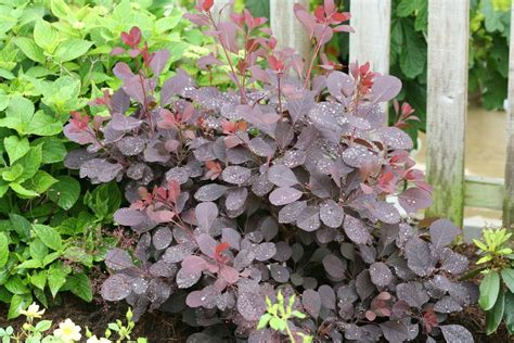 Winecraft Black® Smokebush Cotinus Coggygria Smoke Bush Smoke