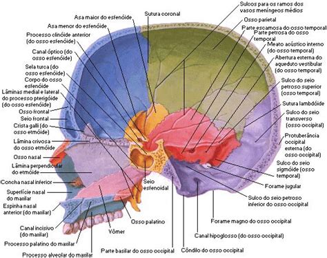 Aula De Anatomia Sistema Sseo Cabe A Cr Nio Como Um Todo Aula