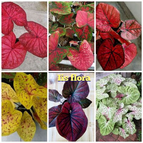 Paket Tanaman Hias Umbi Caladium Hybrid Thailand Keladi Hias Lazada