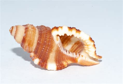 Hairy Triton Shells Of GTMO INaturalist