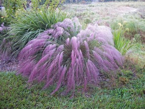 Purple Muhly Grass Seed Ornamental Florida Native Plants Florida Landscaping Florida Flowers