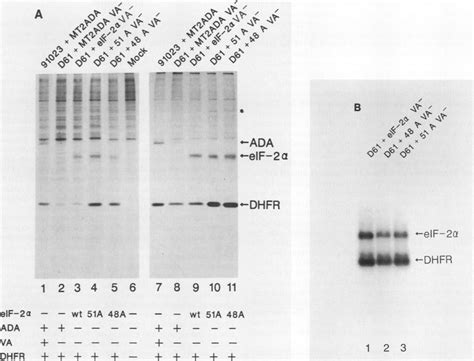 Effect of wild-type (wt) and mutant eIF-2a expression of protein ...