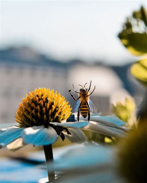 world's first bee influencer generates 'buzz' on instagram in bid to ...