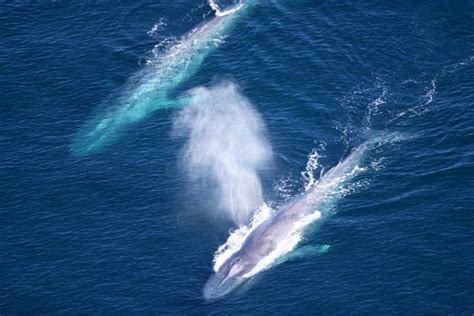 blue whale facts  kids largest animal  earth
