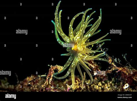Close View Of Tube Worm Underwater In The Mediterranean Sea Stock Photo