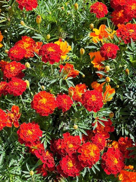 Hermosas Flores De Cal Ndula Rojo Naranja Flores De Cal Ndula De Primer