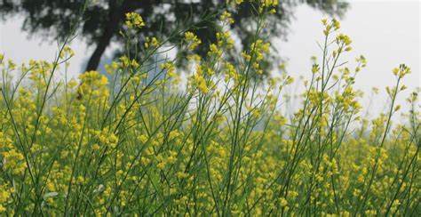 What is Mustard? How to Plant, Grow, and Harvest Mustard Greens - Gardeners' Magazine