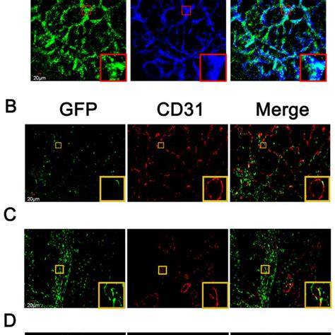 Bone Marrow Derived Endothelial Cells Contributed To Colitis Associated