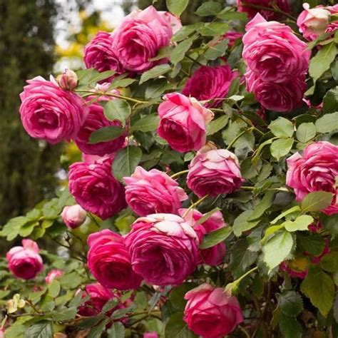 Heirloom Roses Climbing Rose Pretty In Pink Eden Climber