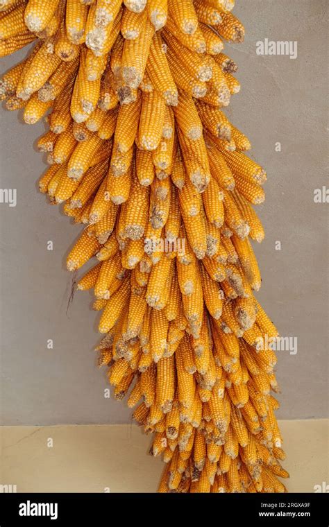 Drying Corn Or Maize Hung In Rustic Uttarakhand India Showcasing