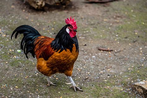 bird cock rooster  photo  pixabay pixabay