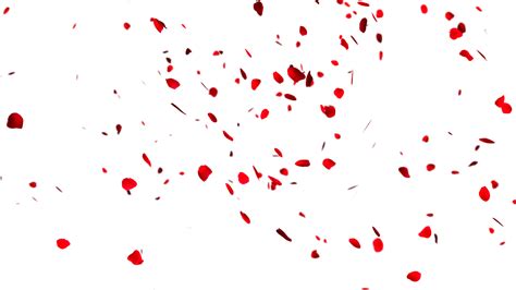 Falling Rose Petals Png Petal 1600x900 Png Download