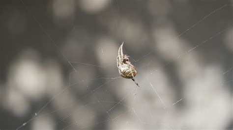 spider web araneus close  photo  pixabay pixabay