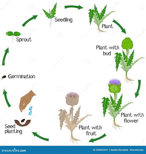 A Growth Cycle of Artichoke Plant on a White Background. Stock Vector