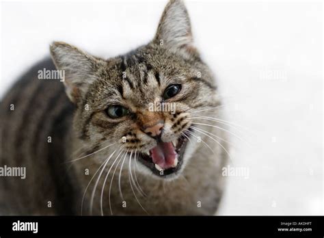 Hungry Tom Cat Jowling Stock Photo Alamy