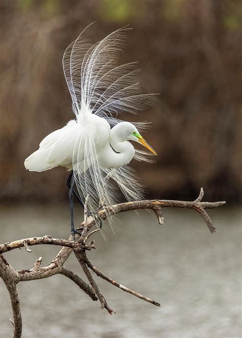 Great White Egret Fancy Feathers 3 Photograph by Patti Deters - Pixels