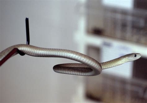 Huge Black Mambas Found Mating Beneath Woman's Front Door - Newsweek
