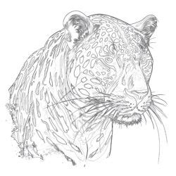 Dibujos de Jaguar Para Colorear Páginas Para Colorear Mimi Panda