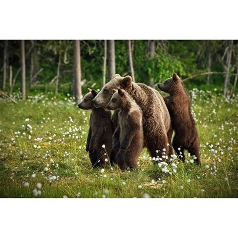 Curieux Puzzle De En Bois Pour Adultes Fleurs D Herbe Drle Famille Ours