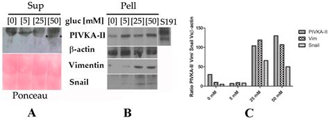 IJMS Free Full Text PANC 1 Cell Line As An Experimental Model For