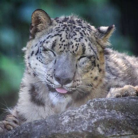 Silly Cats Big Cats Snow Leopard Art Lion Cat Clouded Leopard Cute