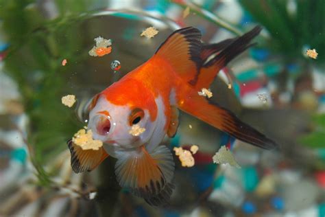 How Long Can Goldfish Go Without Food In Your Tank Or Pond Aquarium