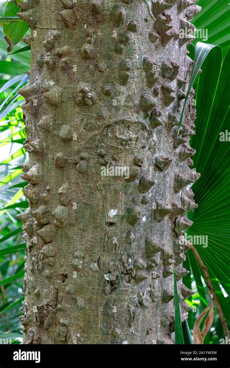 Ceiba Speciosa Hi Res Stock Photography And Images Alamy