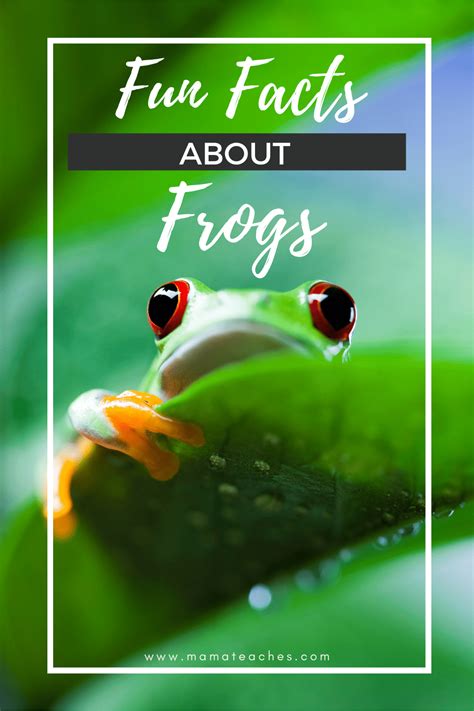 Fun Facts About Frogs for Kids - Mama Teaches