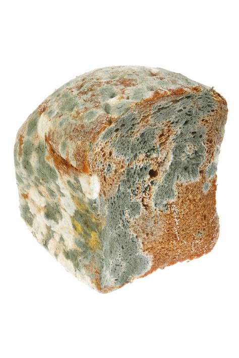 Moldy Food Are Toxic To Dogs | Pet Poison Helpline®