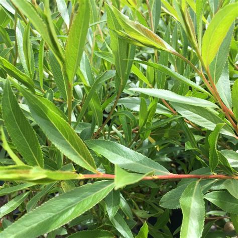 Pussy Willow Trees Shrubs Anything Grows