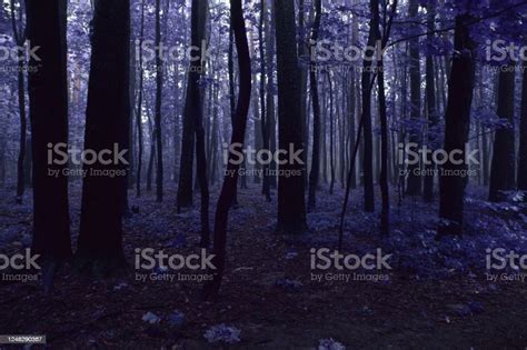 Color Infrared Image Of Foggy Forest Stock Photo Download Image Now