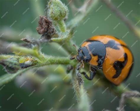 Premium Photo | Close shot of tiny asian ladybeetle