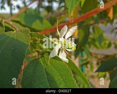 Muntingia Calabura Jamaica Cherry Panama Cherry Singapore Cherry