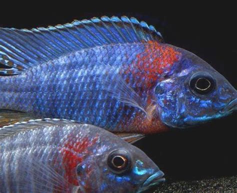 Red Shoulder Peacock Cichlid (Aulonocara hansbaenschi) - Imperial ...