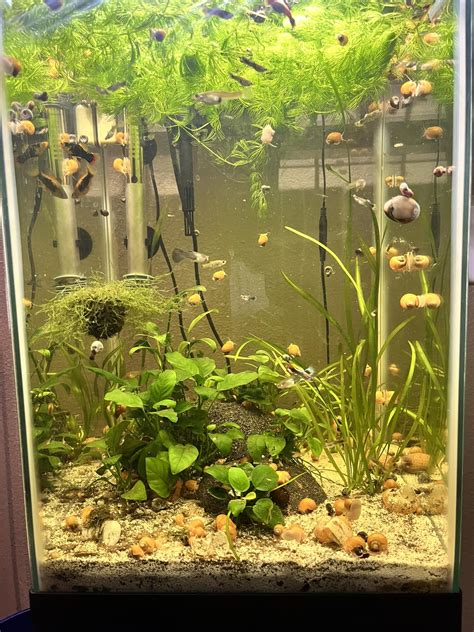 Fish Tanks for Beginners | Hi all! I just wanted to introduce myself