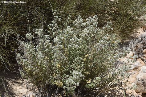 Origanum Syriacum Subsp Syriacum Plants Of The World Online Kew