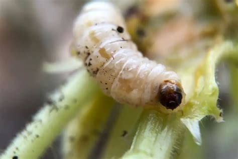 Rot In The Zucchini Plants All About Stem Rot Root Rot And Blossom End