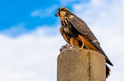 images birds accipitriformes vertebrate bird  prey cooper