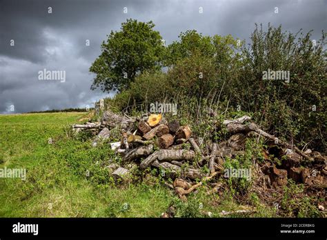 Storm damaged oak tree fallen hi-res stock photography and images - Alamy
