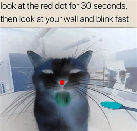 Catto-strophicly Cursed Memes of Funny Cats That'll Leave You With ...