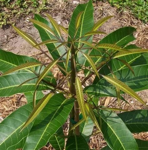 Well Watered Australian Banana Mango Plant At Rs 1500piece In