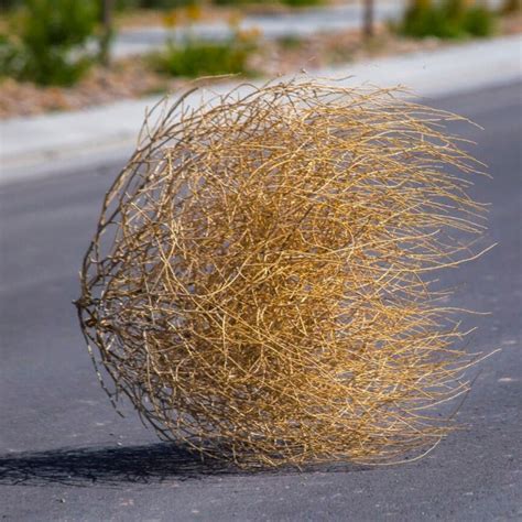 Tumbleweed - Etsy