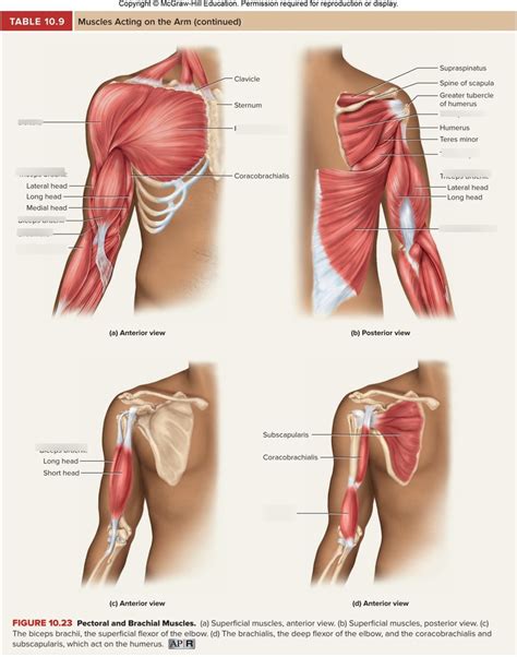 Muscles Of The Upper Extremity Pictures Diagram Quizlet