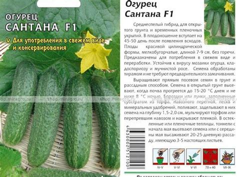 Поздние сорта огурцов для открытого грунта: ТОП 40 лучших с описанием и ...