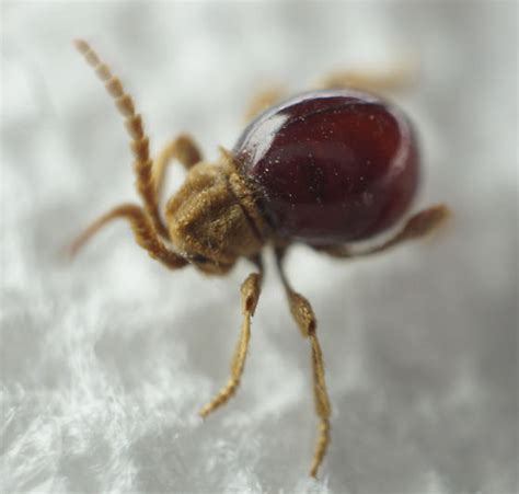 Spider Beetle Mezium Affine Bugguidenet